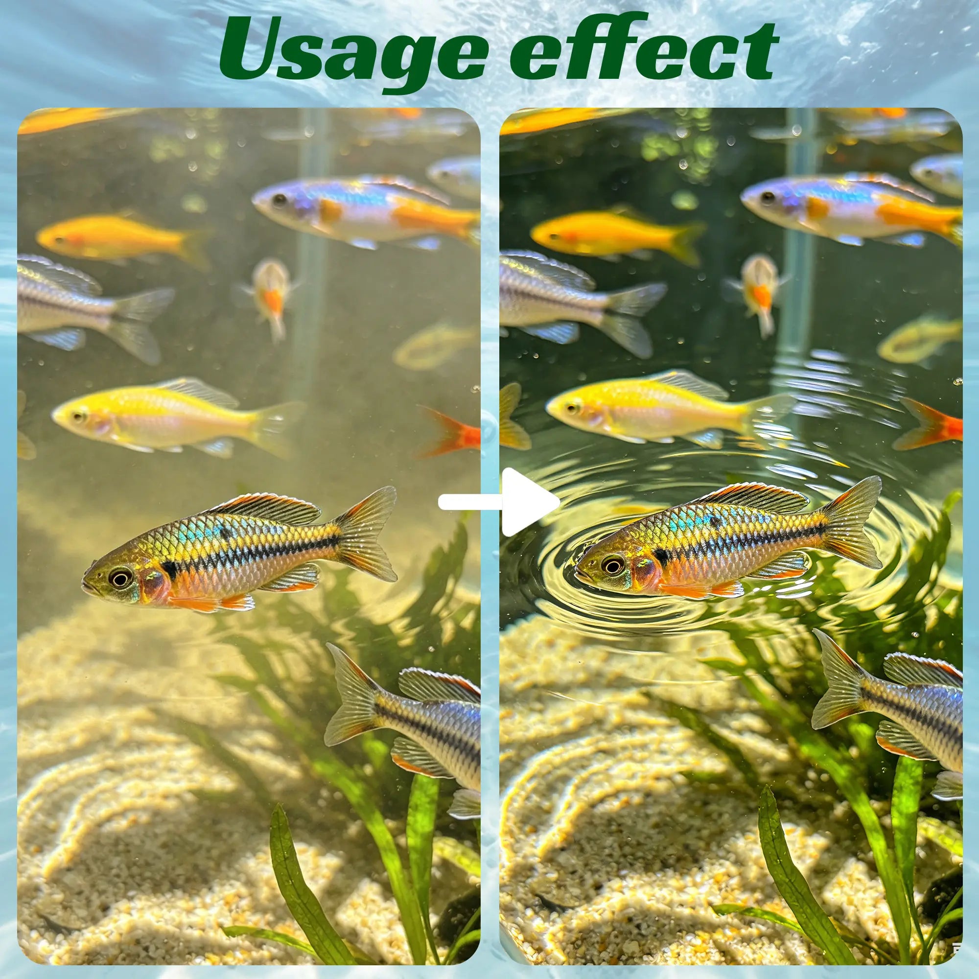 Aquarium Water Purification Tablets, Water Quality Dedicated to Clean Deodorizing Algae Stains Sludge Clear Fish Pond Aquarium Water Purification Tablets for Fish Pond Cleaner Eliminates Cloudy Substances Safely Removes Algae Stains